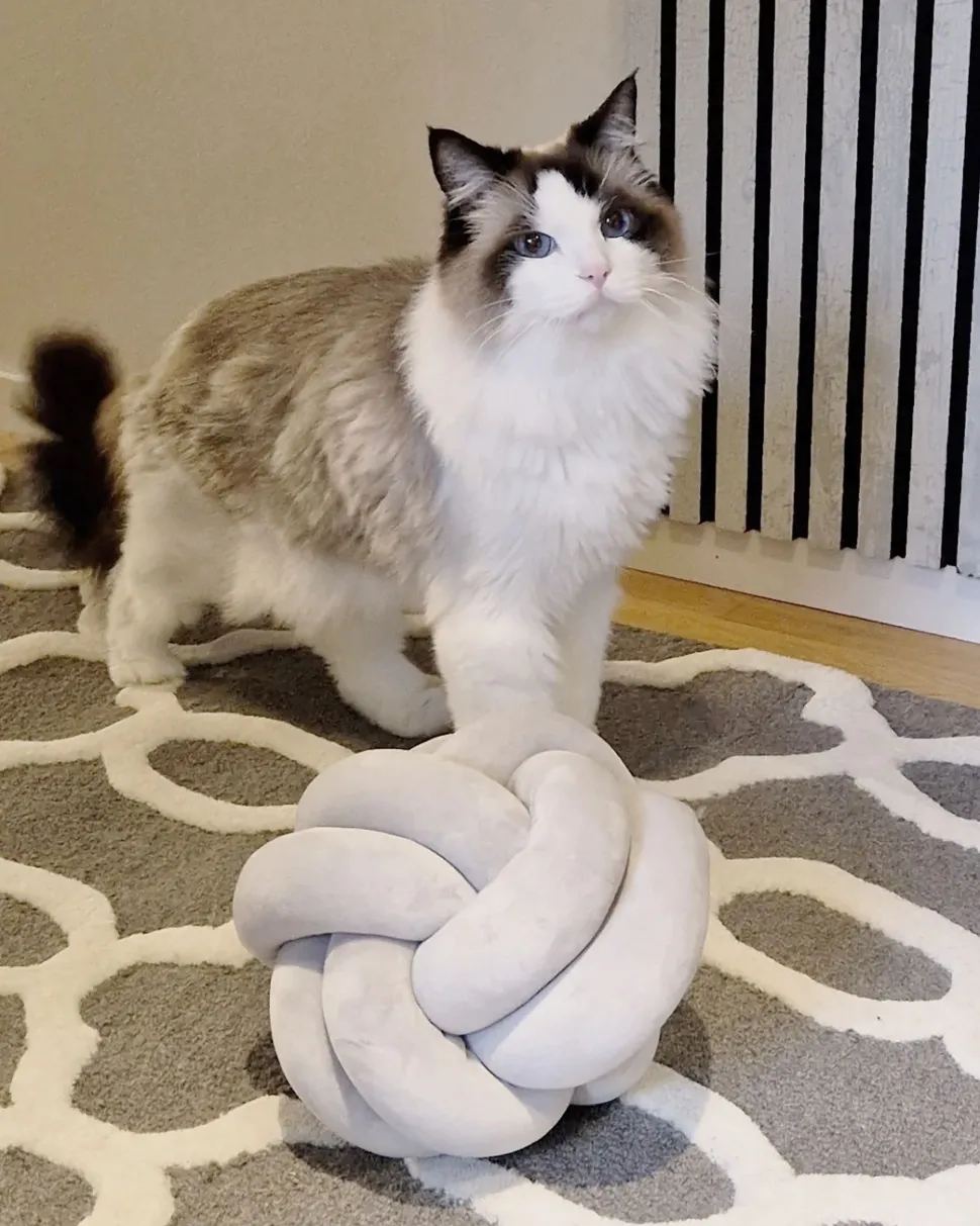 Almofada Decorativa Com No Em Veludo Cinzento 20 X 20 Cm Malni