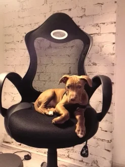 Cadeira De Escritorio Preta Ichair