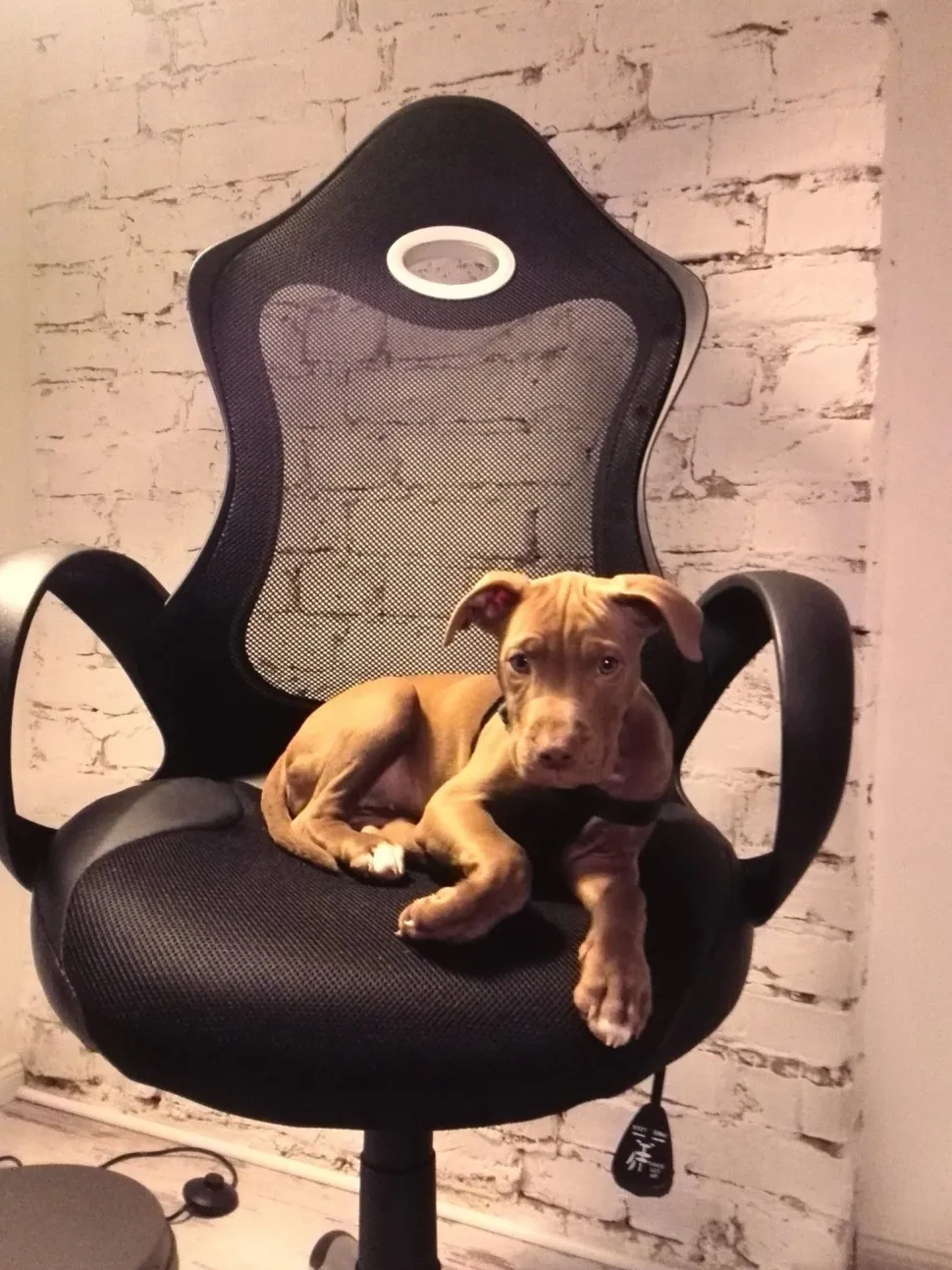 Cadeira De Escritorio Preta Ichair